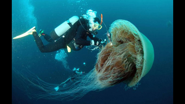 Chú sứa biển nặng tới gần 230kg này được tìm thấy ở vùng nước Nhật Bản. 